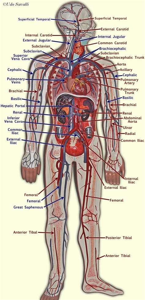 Vein model | Astral Projection