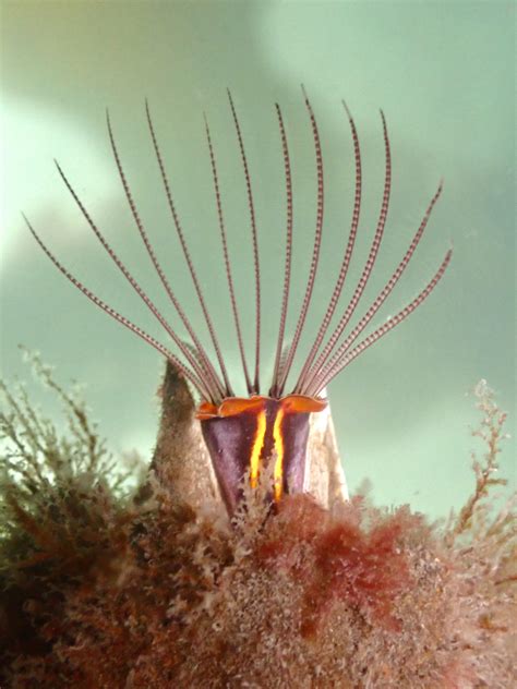 Acorn Barnacle Feeding