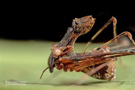 Assassin spider / Pelican spider (Eriauchenus cf. workmani) - ESC_0089 ...