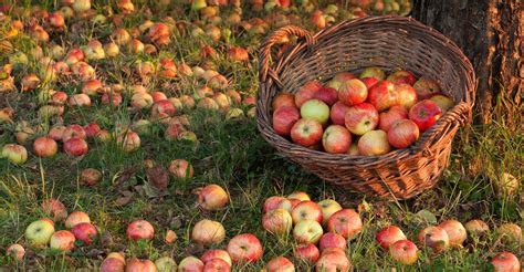 Preserving Your Apple Harvest