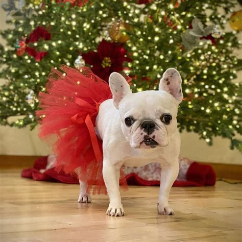 20 Cute Dog Christmas Outfits To Get Your Pup in the Holiday Spirit