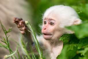 Rare white monkey takes bite of sibling's head in Japan | Daily Mail Online