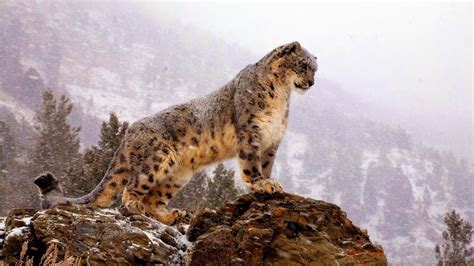 Snow leopards : the beautiful cats threatened for existence (rare pictures, videos, behaviour ...
