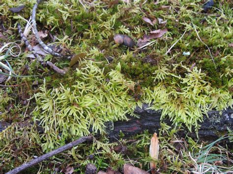 Cultivating Moss Part 1: Native Mosses in the Garden - JCCWilliamsburg Master Gardener Association