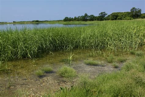 Smooth Cordgrass | Spartina alterniflora (Smooth Cordgrass o… | Flickr