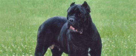 45+ King Cane Corso Puppies For Sale - l2sanpiero