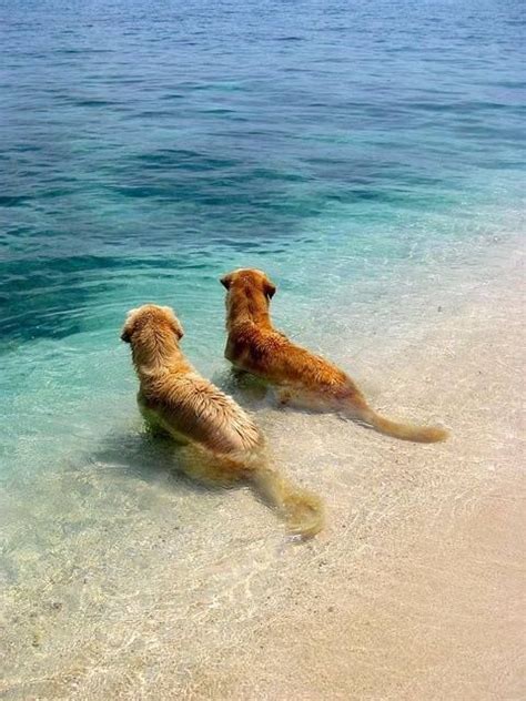 golden retrievers at the beach | Aww | Pinterest