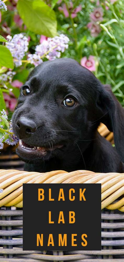 Black Lab Names - 100's of Awesome Ideas For Your Labrador Puppy