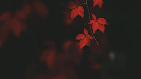 Red leaves wallpaper - backiee