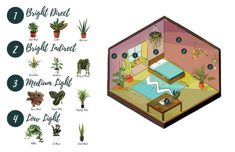 Lighting Guide for Plants | Plant lighting, House plants, Diy plants decor