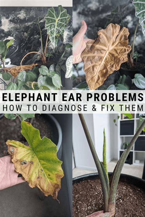 Elephant Ear Plant Care Guide: Growing Colocasia, Alocasia, and More ...