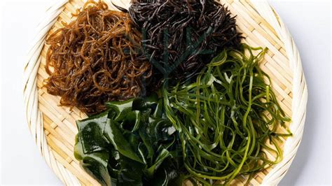 Discover the Widely Traded Types of Seaweed in the World | MACRO SEAWEED