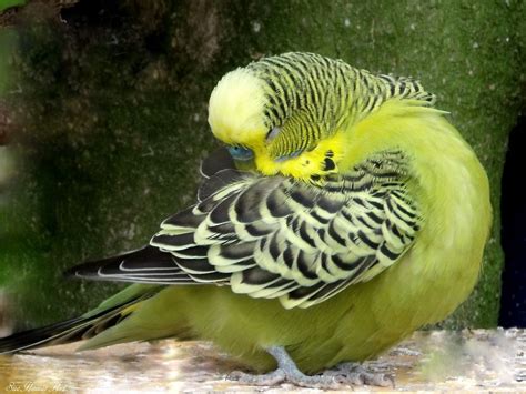 Green budgie Budgies Bird, Parrots, Love Birds, Beautiful Birds, Lovely ...