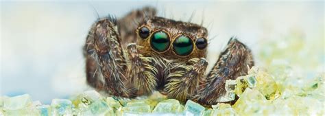 Do Spiders Hibernate? Let’s Find Out – School Of Bugs