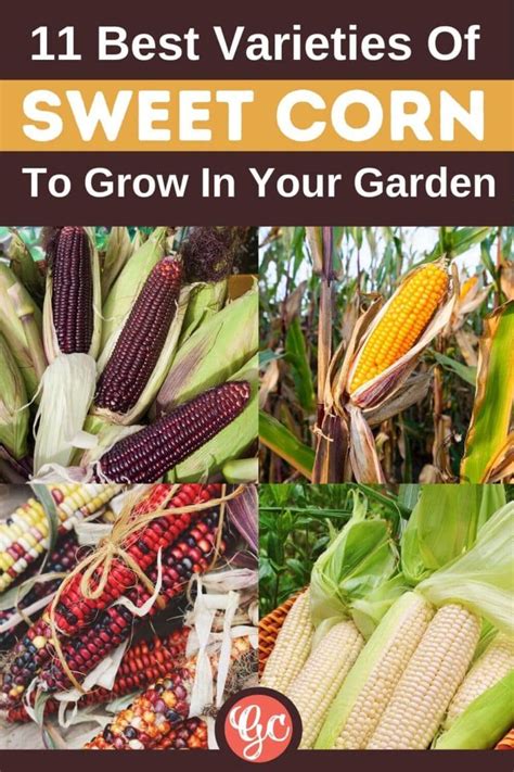 The 11 Best Sweet Corn Varieties To Grow In Your Garden - Gardening Chores