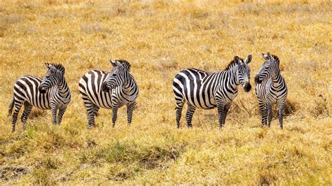 Zebras In Africa