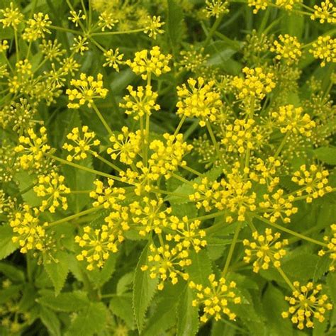 Zizia aurea (Golden Alexanders) Wildflower Seed