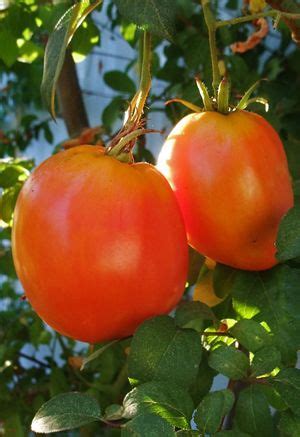 Amish Paste Tomato: Indeterminate. An Amish heirloom from Wisconsin. Produces 8 oz. deep-red ...