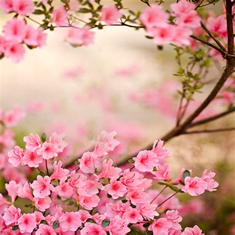 App Insights: Spring Flowers Live Wallpaper | Apptopia