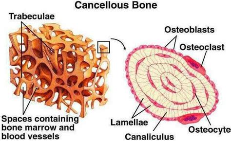 the structure of an animal's body and its structures are labeled in ...