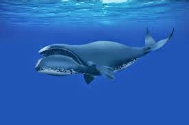 200 Year Plus Lifespan Genes Discovered in the Bowhead Whale