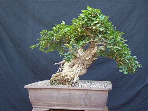 Cesar Manubens Bonsai: Ligustrum Sinense