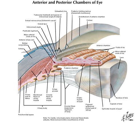 Lens Histology