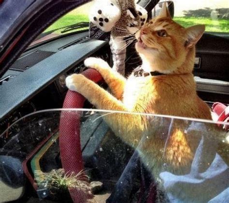 Ten Pictures of Cats Driving Who Probably Don't Have a Licence!