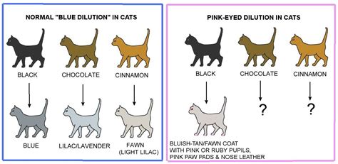 Sphynx Color Chart