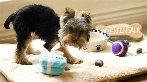 Here are the 9 best luxury pet-friendly hotels in the U.S. - Luxurylaunches