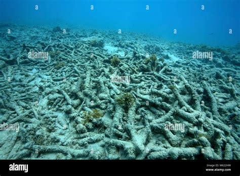 Dead coral reef, caused by coral bleaching (global warming), Bullenbaai, Curacao, Netherlands ...