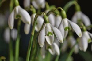 Understanding the Symbolism and Meaning of Snowdrops Flowers – Planting Guys