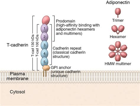 Structure of T-cadherin. T-cadherin is a unique GPI-anchored cadherin.... | Download Scientific ...