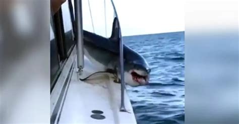 Massive Shark Jumps On To Boat And Terrorizes Fishermen - Then They ...