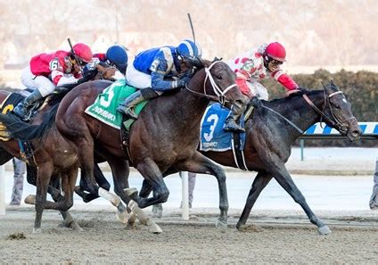 Haikal - Horse Profile - BloodHorse