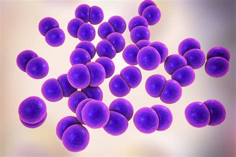 Streptococcus pneumoniae antigen - The Native Antigen Company