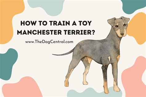 How to Train a Toy Manchester Terrier Puppy? | The Dog Central