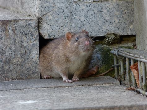 5 Signs You Have a Rodent Infestation | Environmental Pest Management