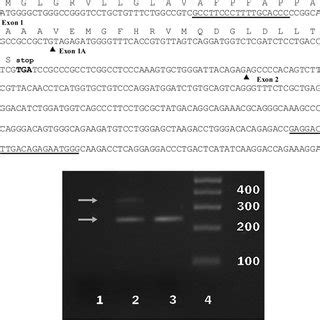 (A) The coding sequence of the exons 1, 1A, and 2 of the MICB*00502... | Download Scientific Diagram