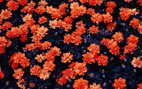 Orange Flowers HD wallpaper | Flower wallpaper, Orange flowers, Orange wallpaper