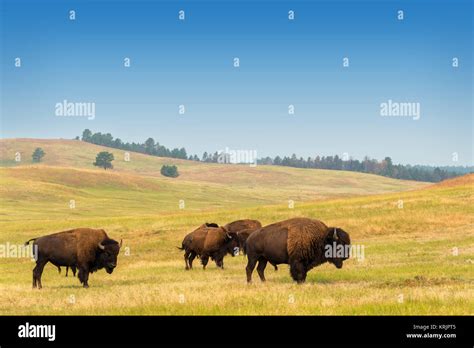 Herd of Buffalo Stock Photo - Alamy