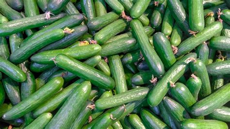 Cucumber - Cucumis sativus | Plants | Kew