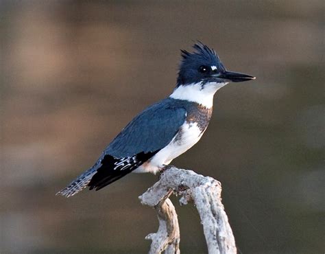 Belted kingfisher - Wikipedia