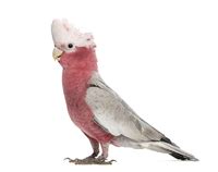 GALAH | meaning in the Cambridge English Dictionary