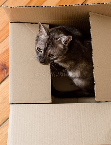 Moving Day - Cat and Cardboard Boxes Stock Photo - Image of freight, pile: 65884482