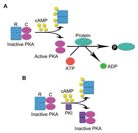 Frontiers | Protein Kinase Inhibitor Peptide as a Tool to Specifically Inhibit Protein Kinase A