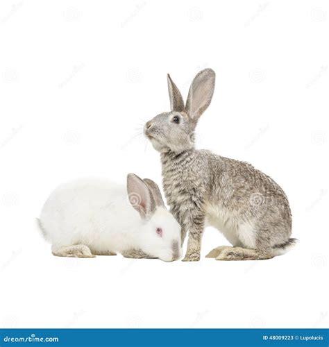 Two rabbits stock image. Image of mammal, companionship - 48009223