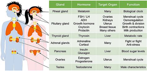 Puberty: Your Brain on Hormones · Frontiers for Young Minds