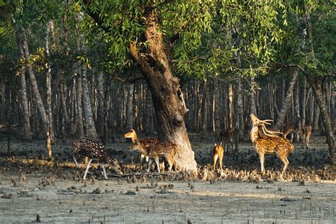 Sundarban,sundarbans,sundarban photos,sundarban pictures,sundarban images,sundarban Bangladesh ...