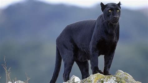 Black Panther Animal Wallpapers - Top Free Black Panther Animal Backgrounds - WallpaperAccess